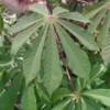 Hoja de yuca: una de las plantas mas rica en proteinas, aminoácidos, vitaminas, minerales, ácidos y carbohidratos